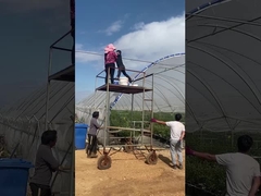 گلخانه بلوبری