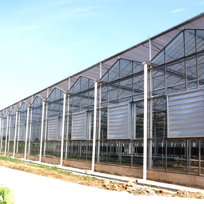 Tomato Cucumber Lettuce Greenhouse System Venlo Agriculture With Cooling Fan Pad