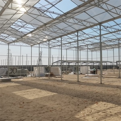 Venlo Heavy Duty Polycarbonate Greenhouse 8x10 8 X 12 6x8  6x4 12x48m Growing Tomatoes With Growing System